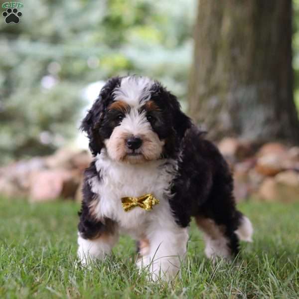 Grant, Mini Bernedoodle Puppy